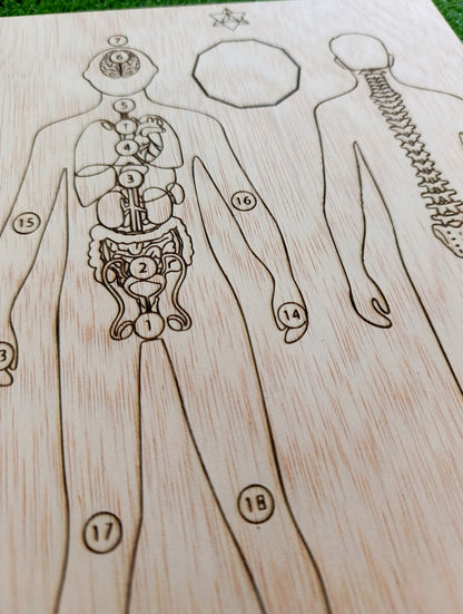 Tabla sanación hombre- órganos y columna