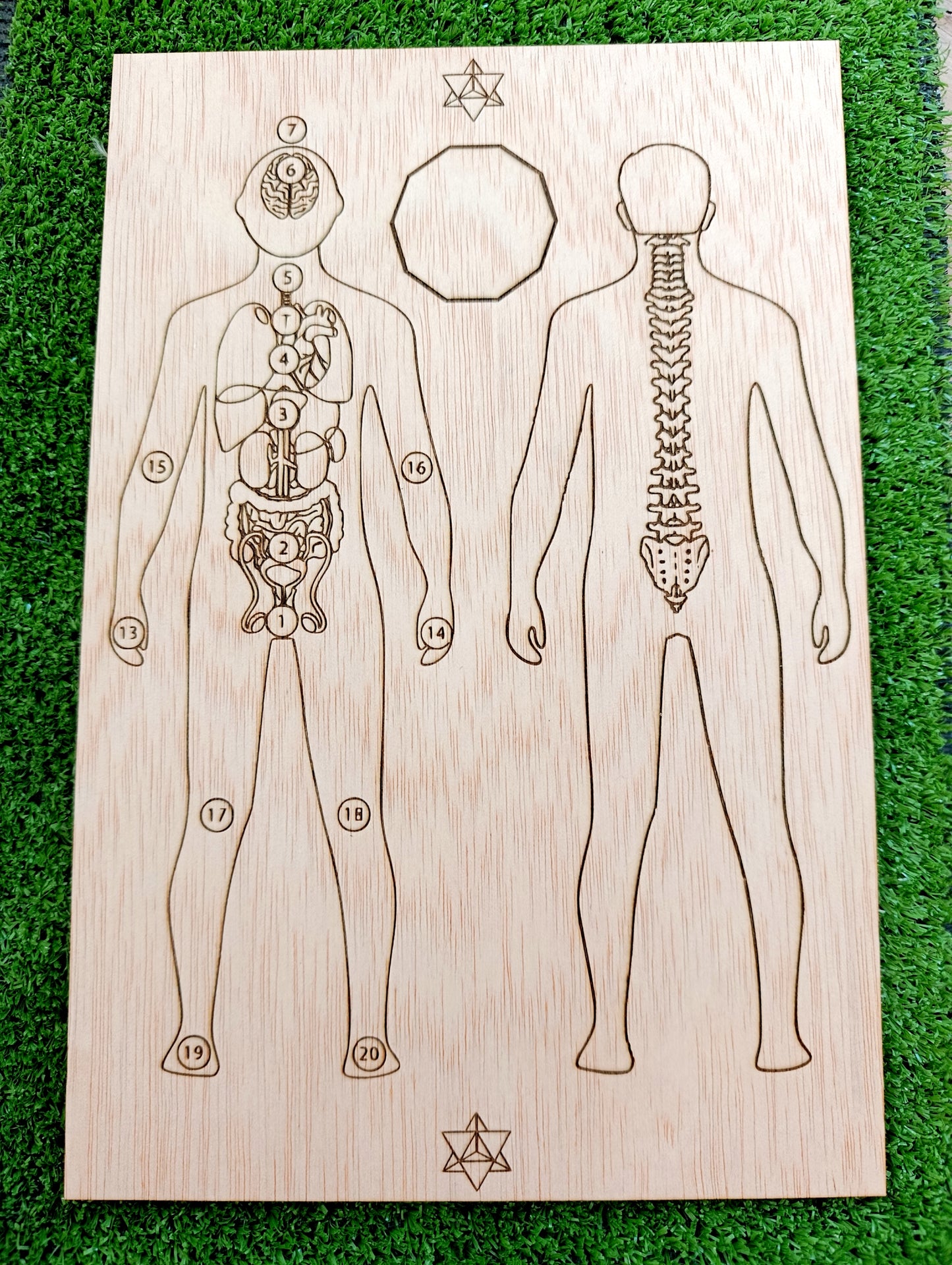 Tabla sanación hombre- órganos y columna