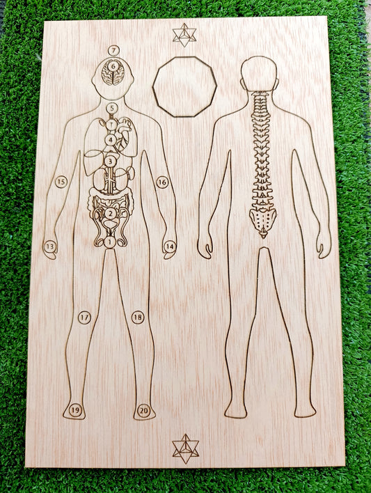 Tabla sanación hombre- órganos y columna