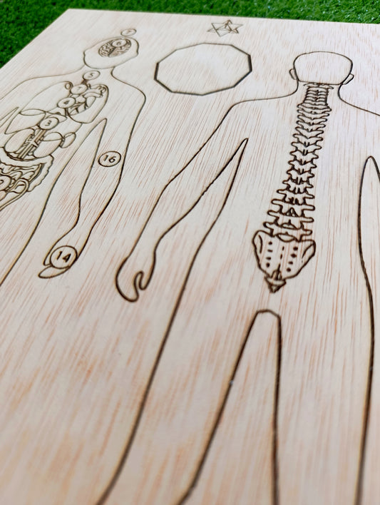 Tabla sanación hombre- órganos y columna